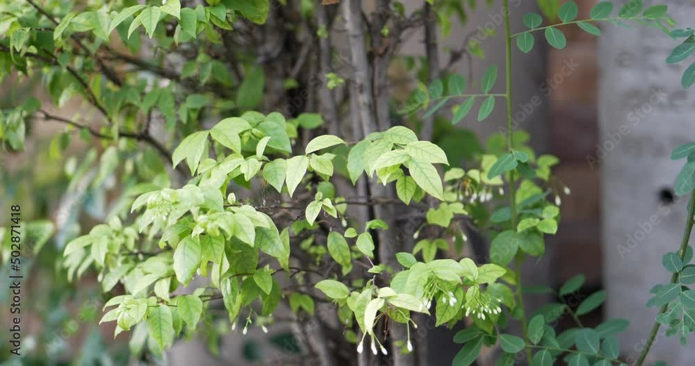 4K Slow Green leaf . 4K Slow Green leaf .
