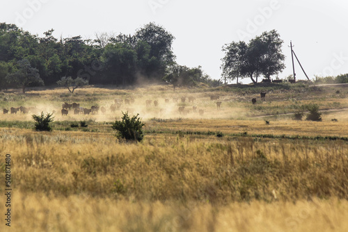 wildebeest in serengeti national park city © Katerina