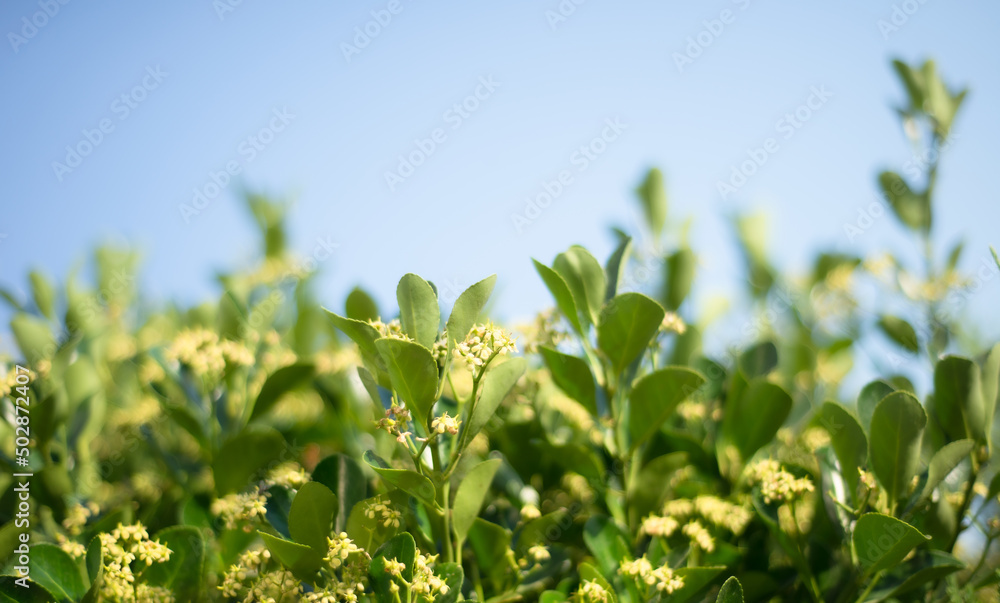 Green flowering branches and blue sky. Copy space for text. Green flowering branches and blue sky. Copy space for text.