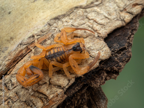 P5030026 juvenile Brazilian parthenogenetic scorpion (Tityus stigmurus) on bark cECP 2022 © Ernie Cooper