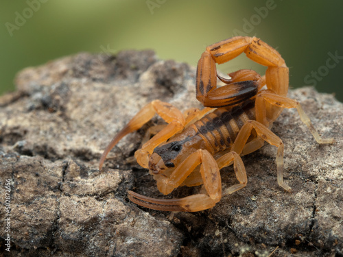 P5030021 pretty juvenile Brazilian parthenogenetic scorpion (Tityus stigmurus) on bark cECP 2022