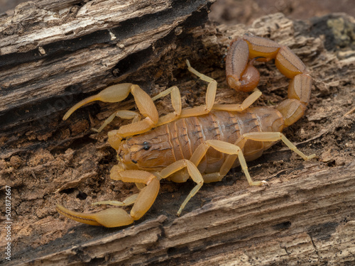 P5030005 subadult Indian red scorpion (Hottentotta tamulus) on bark, cECP 2022