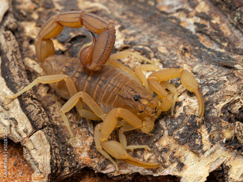P5030004 pretty Indian red scorpion (Hottentotta tamulus) on bark, cECP 2022