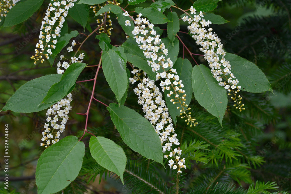 Obraz premium シウリザクラ(北海道・知床)