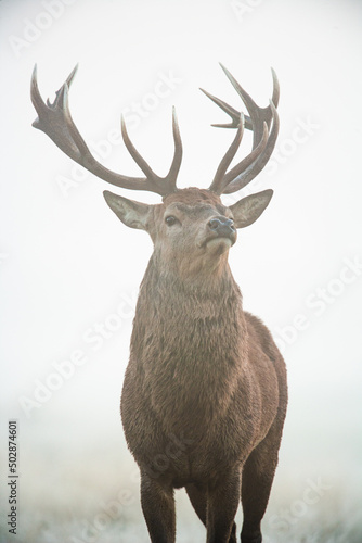 Red deer stag in the winter mist of Bushy Park, London  © wayne