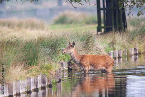 Red Deer hind, or ewe, walking in a shallow pond in London