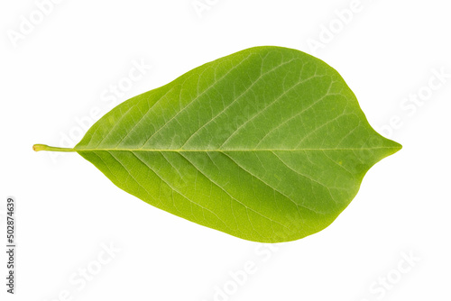 green leaf of magnolia isolated