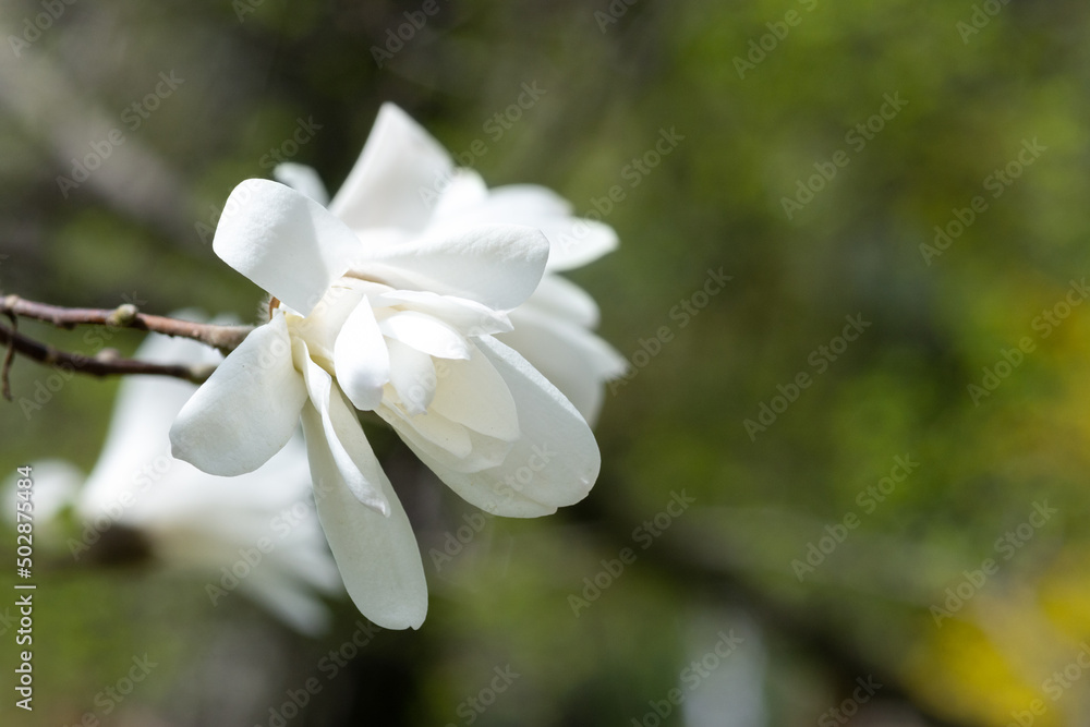 White magnolia flowers on a branch close-up. Beautiful blooming spring tree in the park White magnolia flowers on a branch close-up. Beautiful blooming spring tree in the park