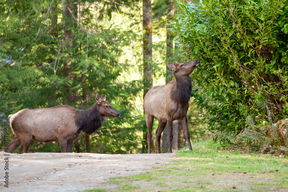 A large Elk reaches to eat the upper leaves of a large shrub in someones front yard, along their driveway on the Sunshine Coast, British-Columbia. A large Elk reaches to eat the upper leaves of a large shrub in someones front yard, along their driveway on the Sunshine Coast, British-Columbia.