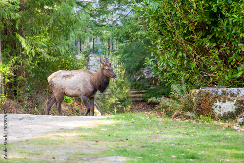 A bull (male) Elk is grazing for food in the front lawn of a home in Madeira Park, British-Columbia. After it's shed, the bull has one antler growing on one side in the spring photo