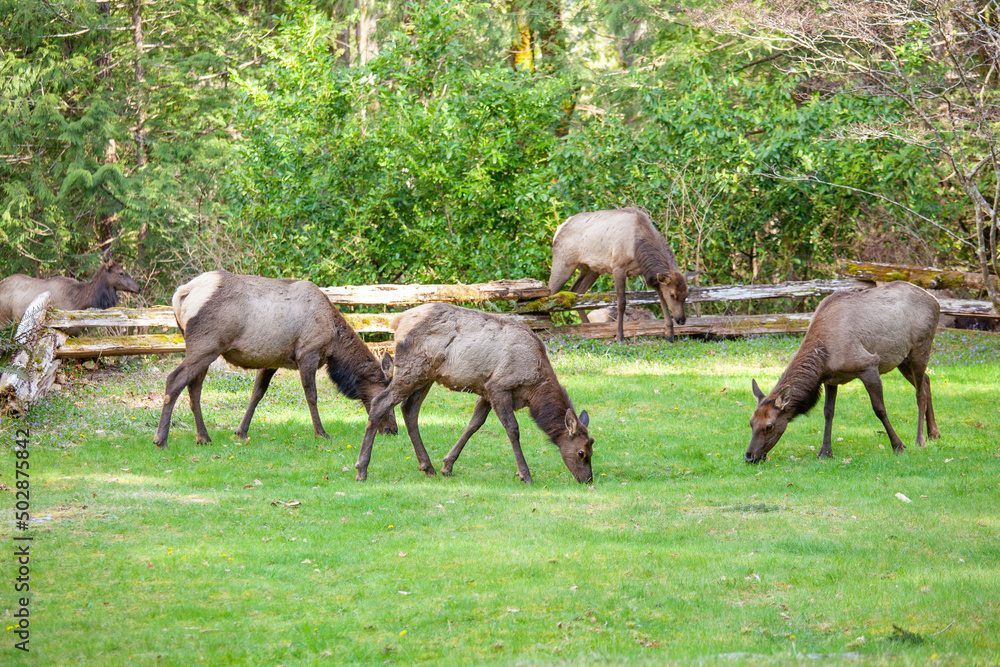 A herd of Elk easily jump a fence into a front lawn to graze and feed on grass in the Spring. Elk live on forest-edge habitats and travel in patterns for food, water and cover (shelter) A herd of Elk easily jump a fence into a front lawn to graze and feed on grass in the Spring. Elk live on forest-edge habitats and travel in patterns for food, water and cover (shelter)