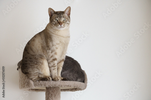 Australian Mist cat looking at the camera