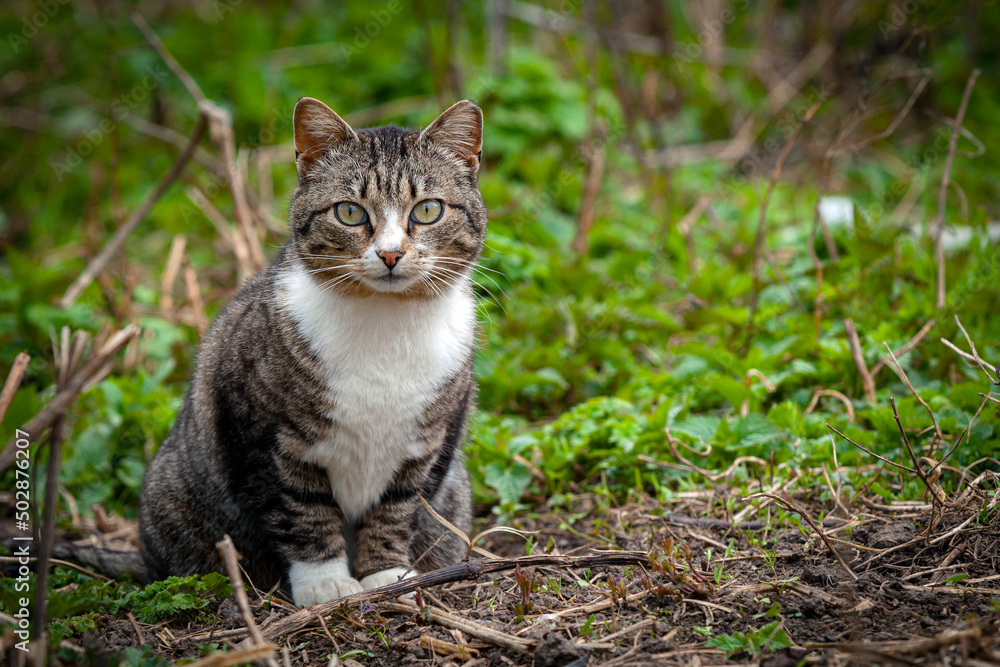 A mongrel cat in the village is playing on the grass. A mongrel cat in the village is playing on the grass.
