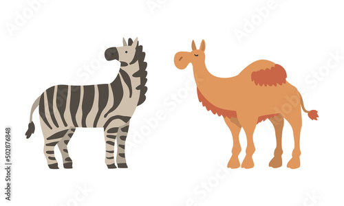 Striped Zebra and Camel as Wild African Animal Living in Savannah Vector Set