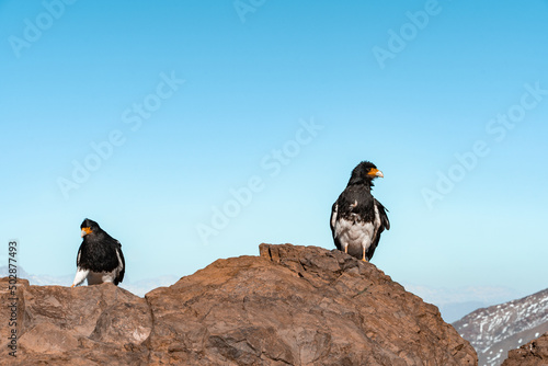 Horizontal shot of two mountain caracara looking perched on a rock at the top of Provincia hill. photo