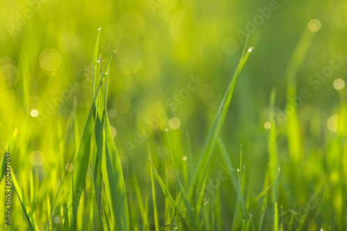 Dew drops in the form of bokeh on morning, spring, young grass. Concept of heat arrival. High quality photo