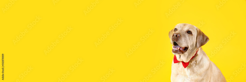 Cute Labrador dog with bow tie on yellow background with space for text