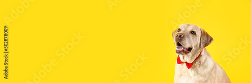 Foto Cute Labrador dog with bow tie on yellow background with space for text