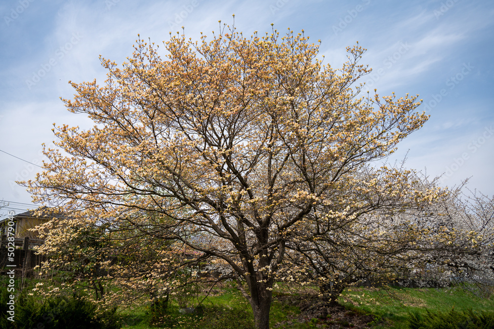 Sakura trees with green 東北山形の桜と葉桜 Sakura trees with green 東北山形の桜と葉桜