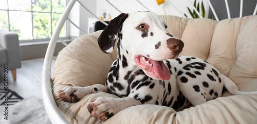 Funny Dalmatian dog lying in armchair at home