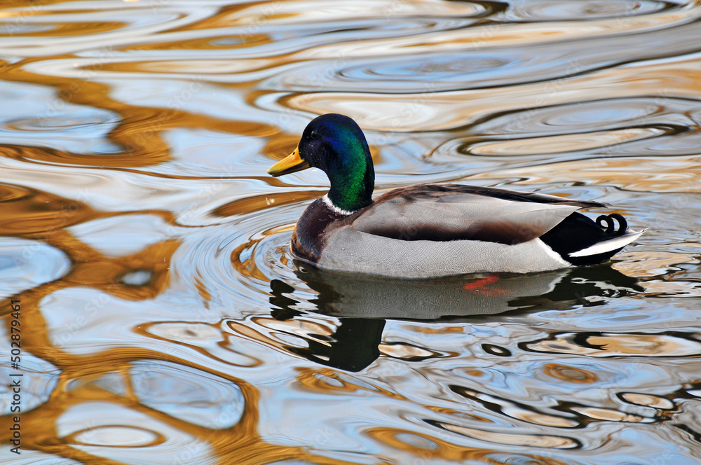Fototapeta premium green head duck swim
