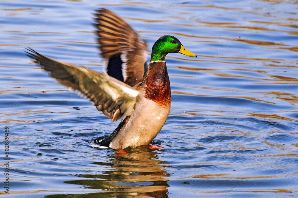 Fototapeta premium green head duck swim