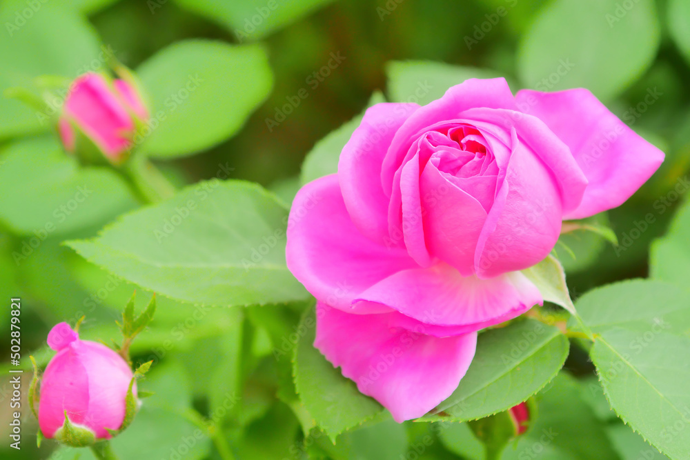 Pink rose flower and rose bud close-up. Damascus rose garden Pink rose flower and rose bud close-up. Damascus rose garden