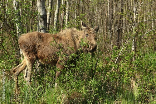 Fototapeta samoprzylepna Łoś, ssak, zwierzak, dzika natura