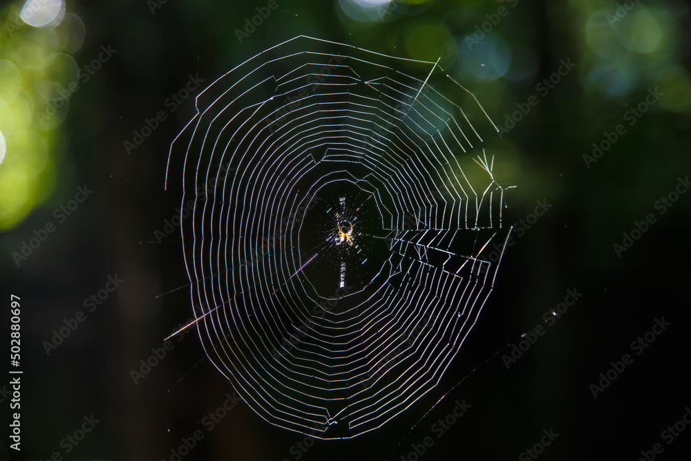 綺麗な蜘蛛の巣