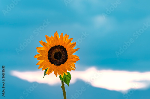 Close-up of beautiful decorative sunflower against blurred background with mountains and morning clouds at dawn