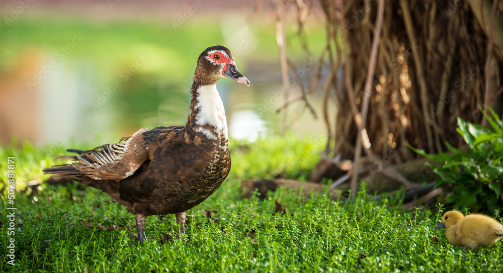 Big muscovy duck with young chickens on green grass Big muscovy duck with young chickens on green grass