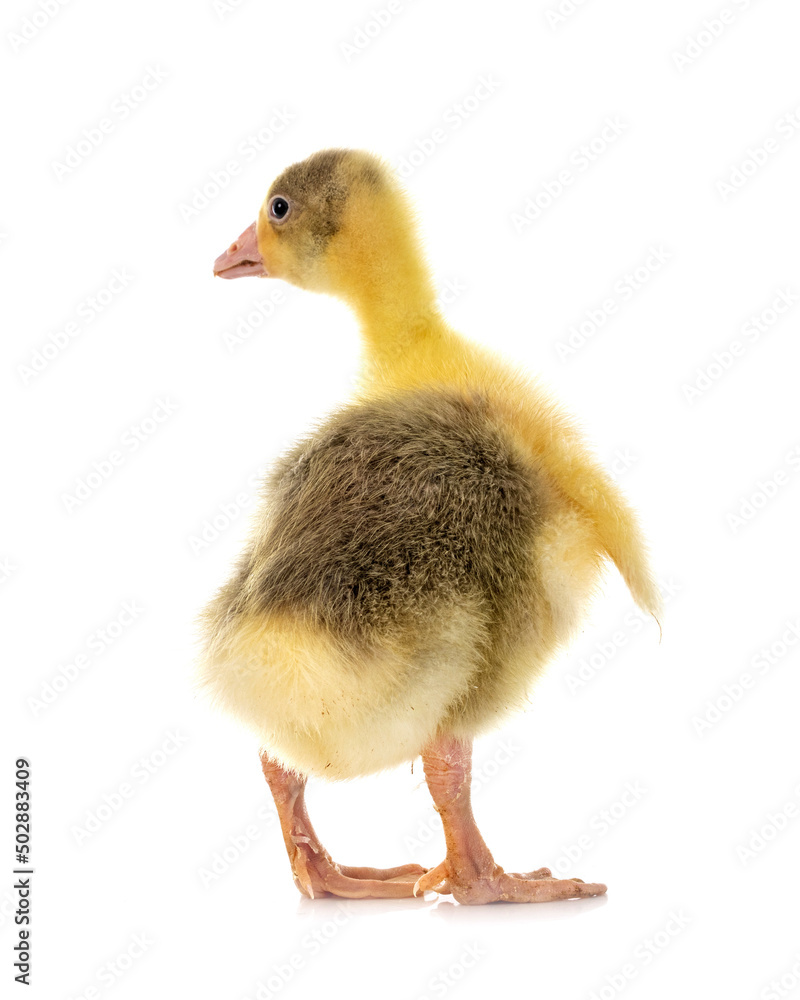 gosling in studio gosling in studio