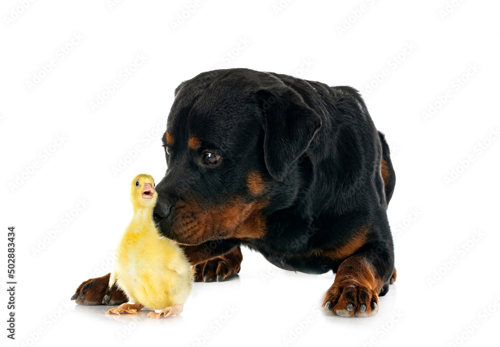 Fototapeta premium rottweiler and gosling