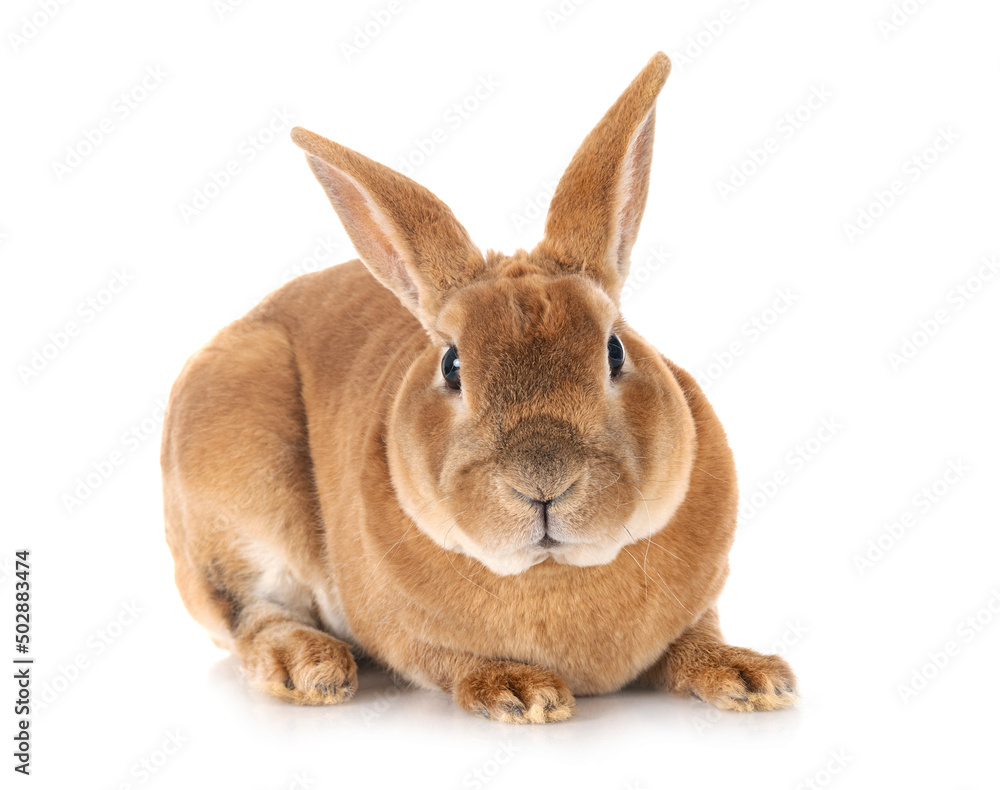 Fototapeta premium Rex rabbit in studio
