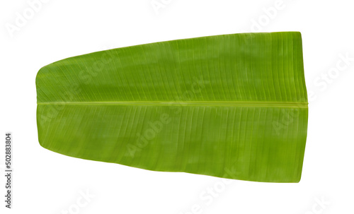 Fresh green Banana Leaf isolated on white background for serving food Indian tradition and culture. photo