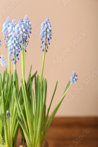 Blooming grape hyacinth  Muscari  on color background
