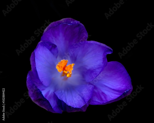 Fototapeta Naklejka Na Ścianę i Meble -  Crocus flower in purple of blue colors. Isolated on black, seen from top down. Macro photo.