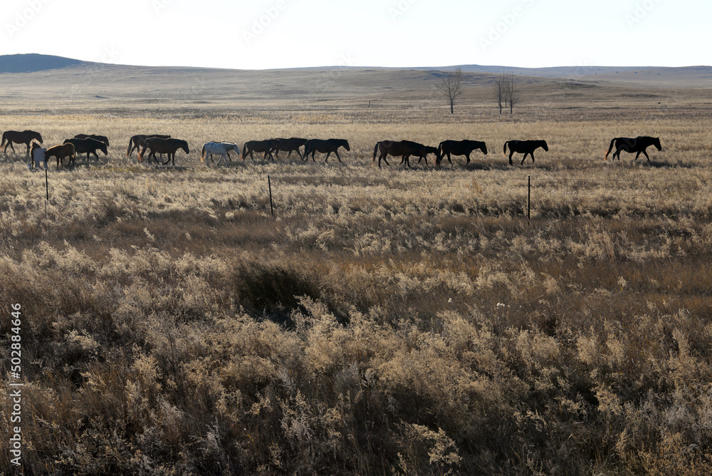 horse return home in pasture grassland