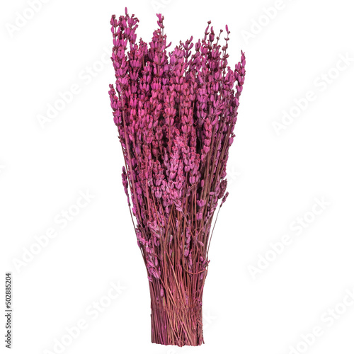 Large bouquet of dry red lavender for sauna, spa and homeopathy. Isolated on white background