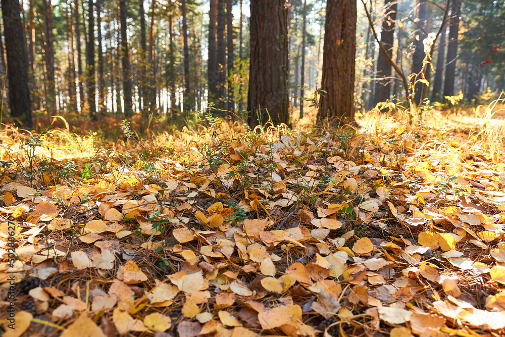 Autumn foliage close-up. Autumn forest on a sunny day.