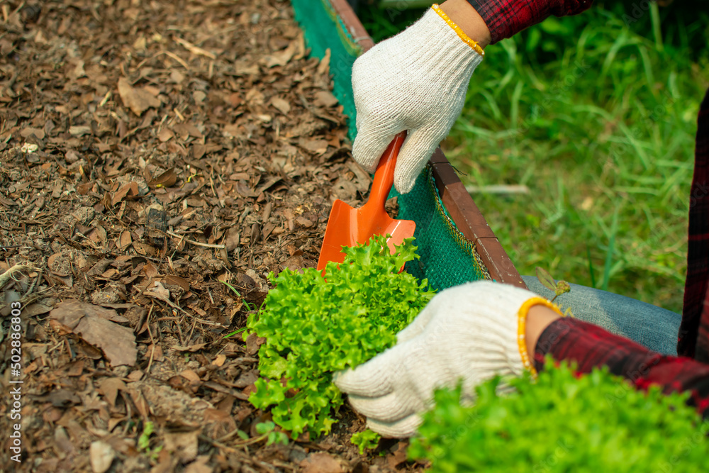 Fototapeta premium Man's hands planting vegetables and herbs on a high bed. fresh vegetables and lettuce