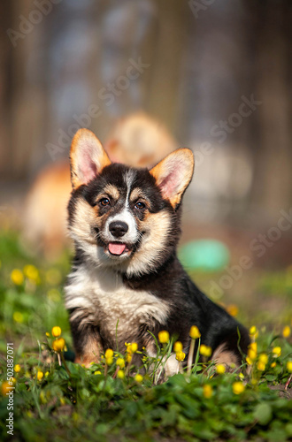  welsh corgi pembroke