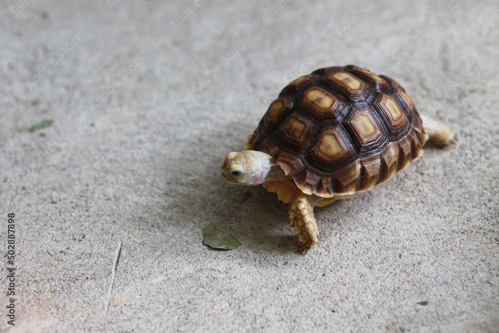 Little sulcata turtle exotic pet in the house, slow animal, It love eat plant and vegetable Little sulcata turtle exotic pet in the house, slow animal, It love eat plant and vegetable