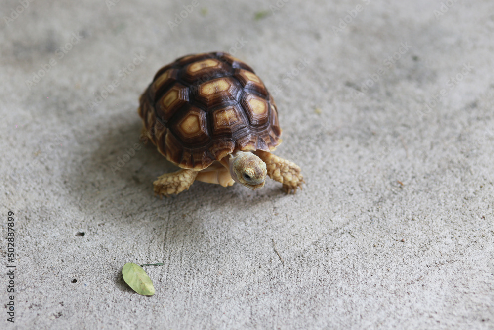 Cute little sulcata turtle exotic pet walk around in the house, slow animal, It love eat plant and vegetable Cute little sulcata turtle exotic pet walk around in the house, slow animal, It love eat plant and vegetable