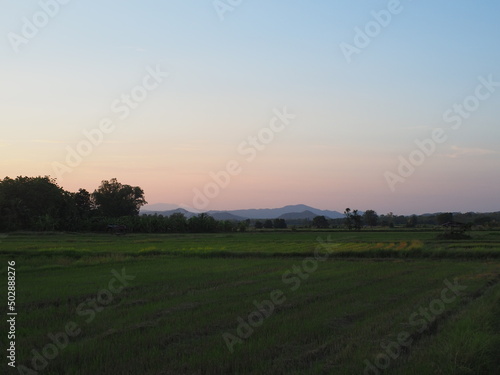 background image is rice field and mountain