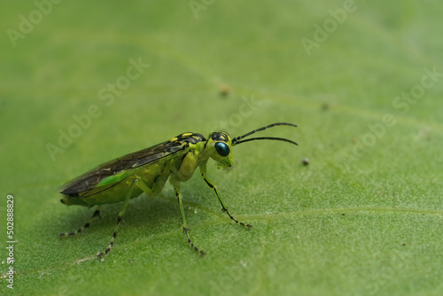 Closeup on a colorful green sawfly , Rhogogaster scalaris, siting on leaf