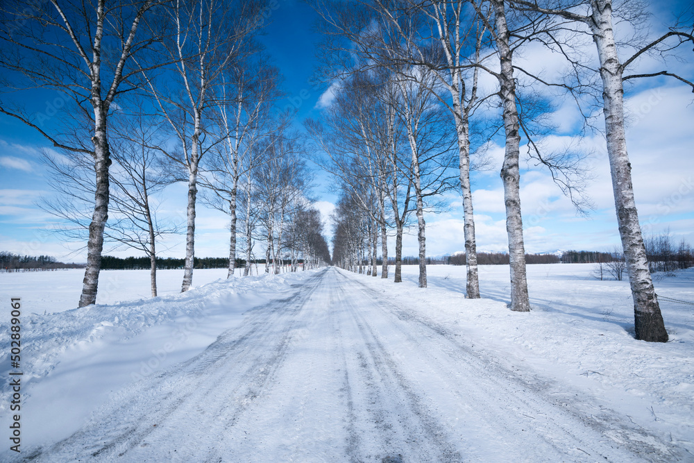 Fototapeta premium road in winter