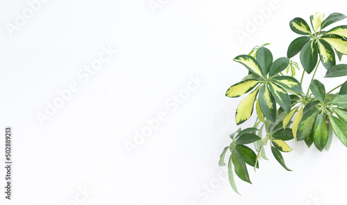 Tropical schefflera plant on a white background