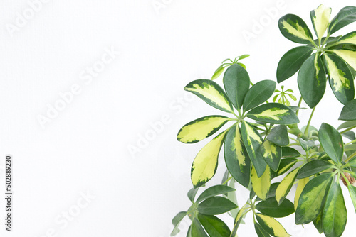 Tropical schefflera plant on a white background