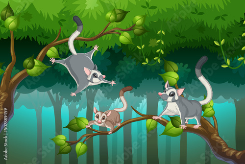 Scene with sugar gliders in the forest